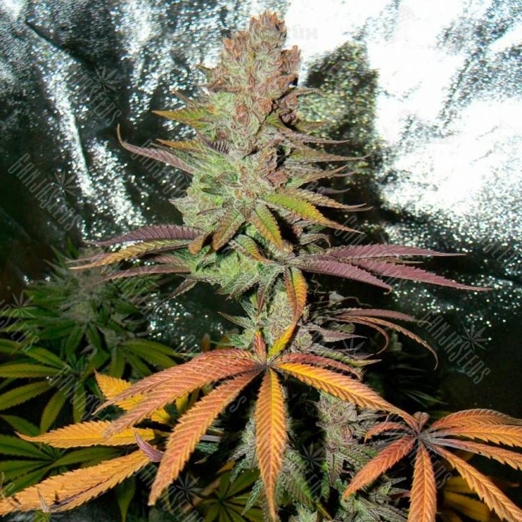 купить семена конопли Blueberry Cheesecake feminised Female Seeds