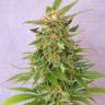 семена конопли в интернете Auto Ginger Punch feminised Kannabia Seeds