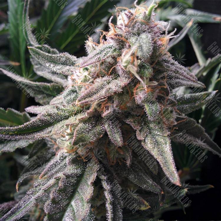 семена конопли для выращивания Auto Ginger Punch feminised Kannabia Seeds