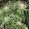 заказ семян конопли Спб Pure Power Plant feminised Nirvana Seeds