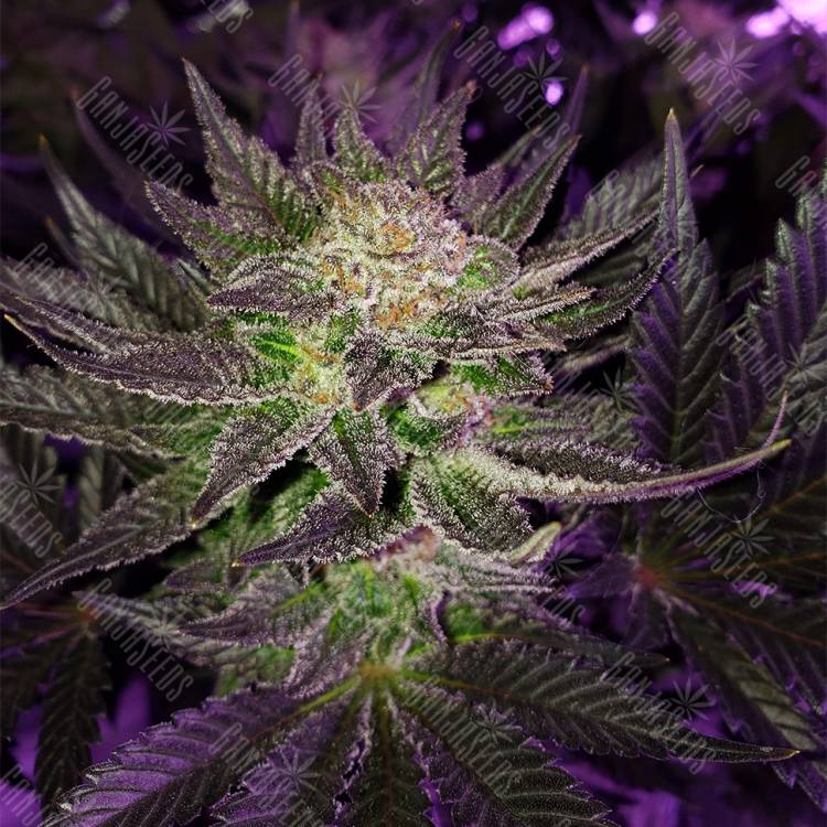 семена конопли в оригинальных упаковках Pure Power Plant feminised Nirvana Seeds