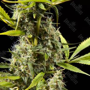 Early Maroc feminised Philosopher Seeds