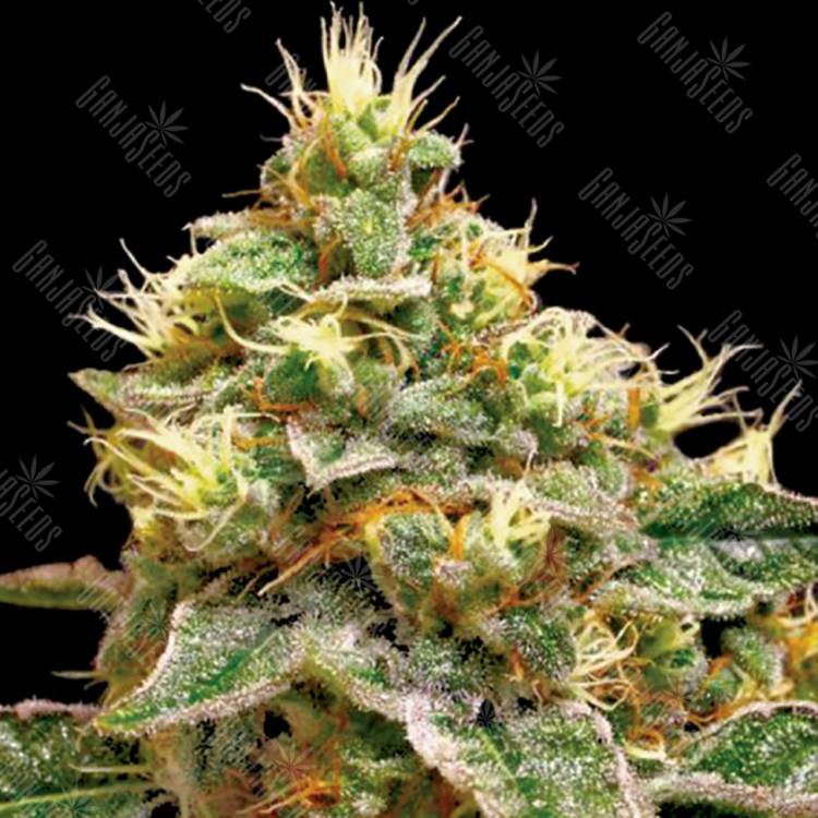 семена конопли с доставкой Conﬁdential Cheese feminised Reserva Privada