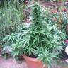 Семена марихуаны Auto AK feminised GanjaLiveSeeds