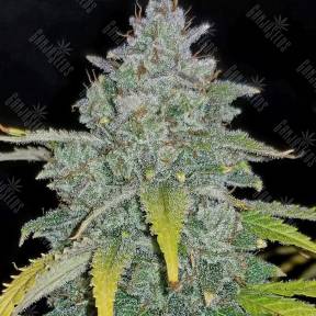 Kalashnikova feminised Ganja Seeds