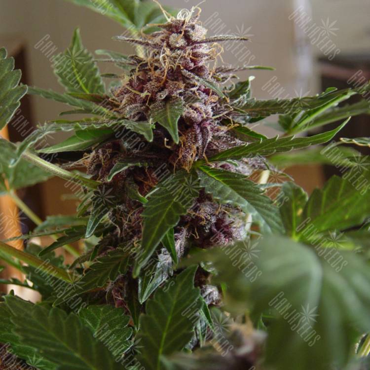 качественные семена конопли Purple Sunset feminised