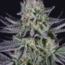 мощные сорта конопли Auto Wembley feminised
