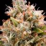 купить семена конопли Auto Wembley feminised