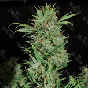 Auto Wembley feminised Ganja Seeds