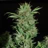 семена конопли для посадки купить Auto Wembley feminised