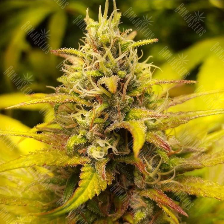 семена конопли в фирменной упаковке Kalichakra regular Mandala Seeds