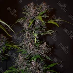 Auto Blackberry Kush feminised Ganja Seeds