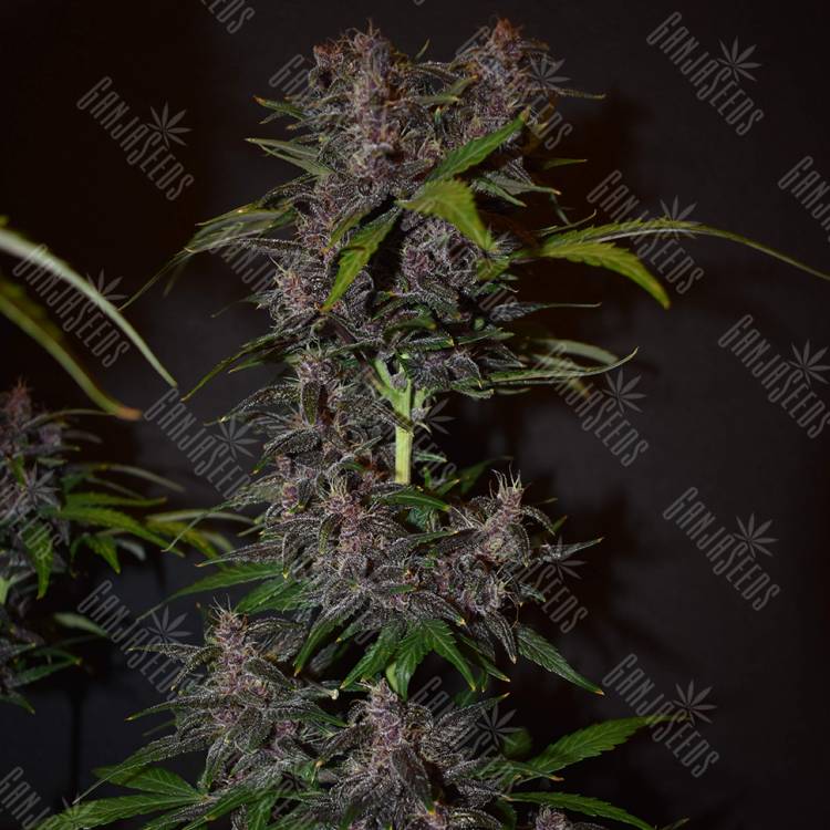 семена конопли недорого Auto Blackberry Kush feminised