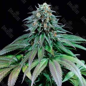 Purple Moby Dick feminised Dinafem Seeds
