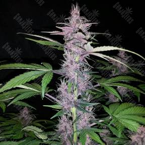 Auto Kul-Sey feminised Bang Seeds