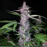 Auto Kul-Sey feminised Bang Seeds