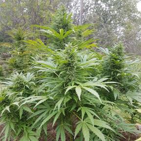 Original Afghani regular Ganja Seeds