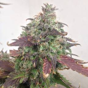 Auto Caramello regular Ganja Seeds