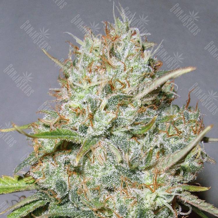 семена конопли для выращивания Shark Widow feminised Advanced Seeds