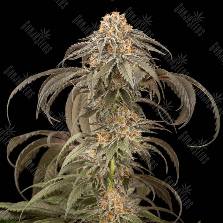 семена конопли в России Purple Afghan Kush feminised Dinafem Seeds