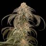 семена конопли в России Purple Afghan Kush feminised Dinafem Seeds