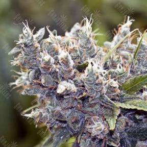 BubbleGummer feminised Female Seeds