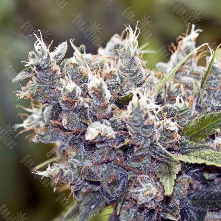 семена конопли наложенным платежом BubbleGummer feminised Female Seeds