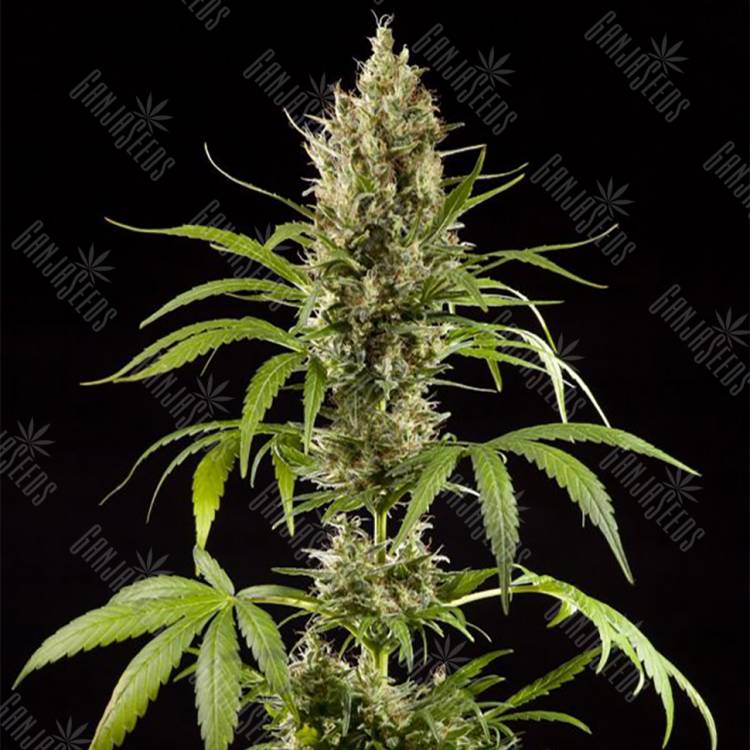семена конопли в России Easy Haze feminised Philosopher Seeds
