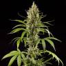 семена конопли в России Easy Haze feminised Philosopher Seeds