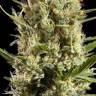 семена конопли Спб Easy Haze feminised Philosopher Seeds