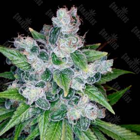 Kandy Kush feminised Reserva Privada