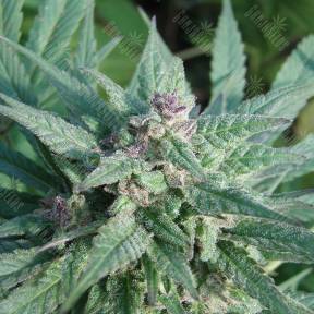 Serious 6 feminised Serious Seeds