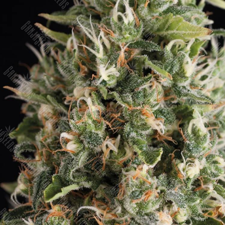 семена конопли автоцвет Auto Wendy feminised Trikoma Seeds