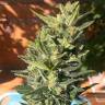 Семена конопли Auto Colorado Cookies feminised GanjaLiveSeeds Семена конопли Auto Colorado Cookies feminised GanjaLiveSeeds