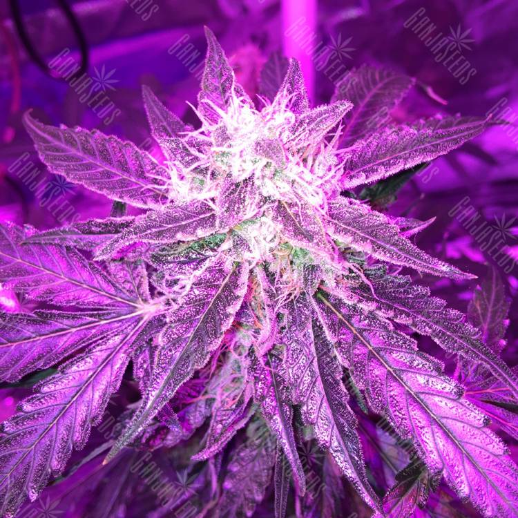 регулярные семена конопли купить Auto Blue Mystic regular