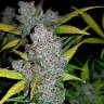 семена конопли феминизированные Auto Fastberry feminised