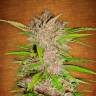 качественные семена конопли Auto Fastberry feminised