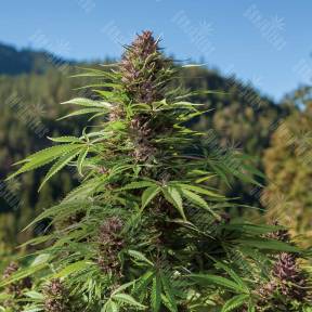 Northern Soul feminised Ganja Seeds