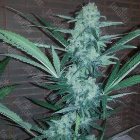 Auto Exodus Cheese CBD feminised Ganja Seeds