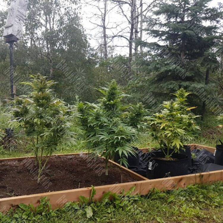 семена конопли для выращивания Original Afghani1 regular Ganja Seeds