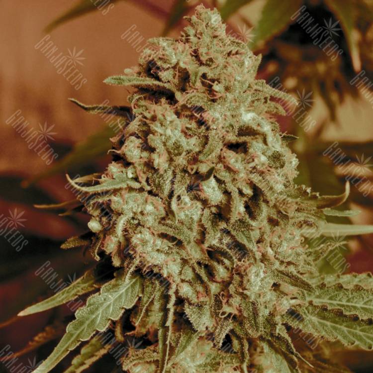 семена конопли марихуаны Somango Widow feminised Advanced Seeds