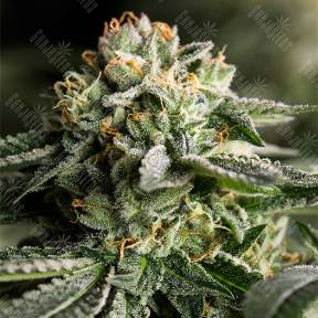 Remo Chemo feminised Dinafem Seeds