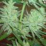семена культурной конопли купить C 99 feminised Female Seeds