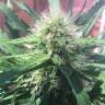 качественные семена конопли Auto Kickass feminised Kannabia Seeds