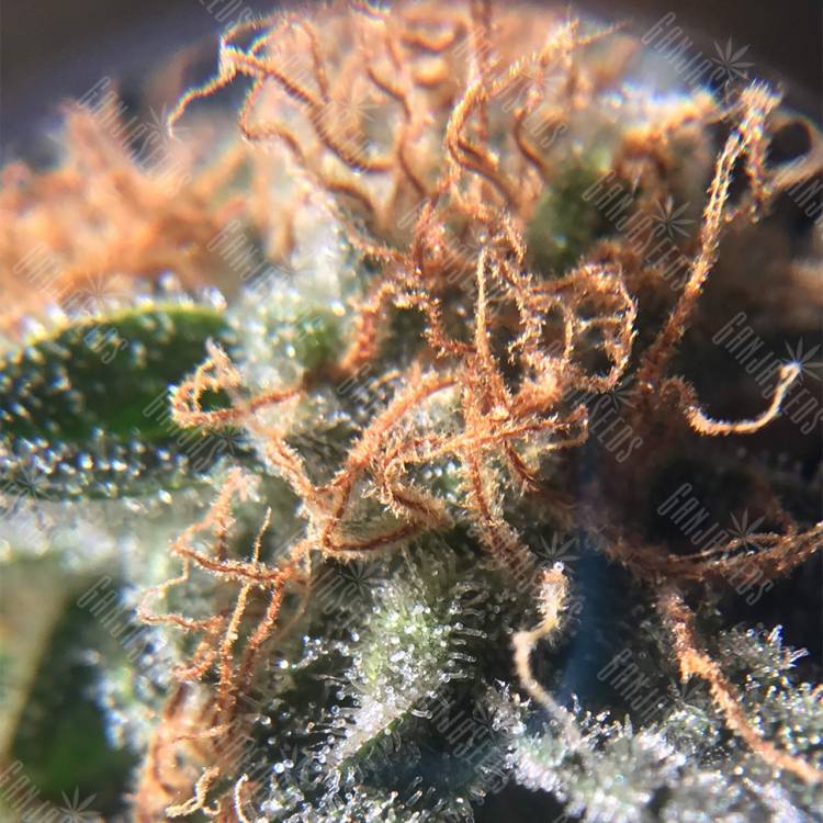 где заказать семена конопли Raspberry Cough feminised Nirvana Seeds где заказать семена конопли Raspberry Cough feminised Nirvana Seeds