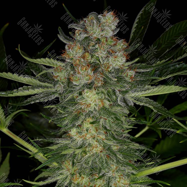 семена культурной конопли купить Serious Kush feminised Serious Seeds