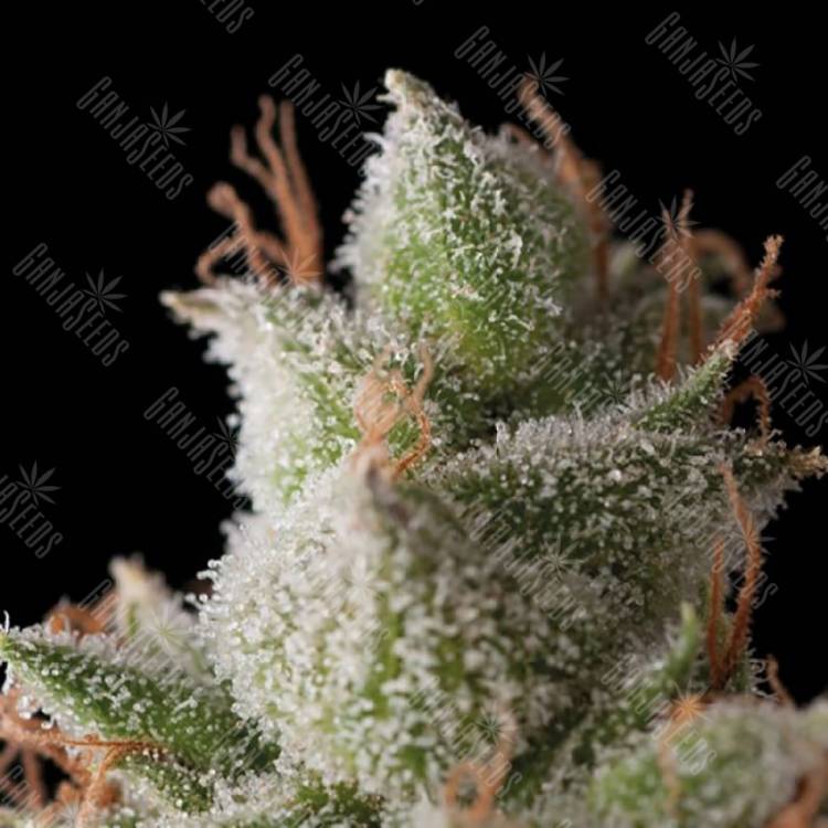 семена конопли в фирменной упаковке Auto White Widow feminised Trikoma Seeds