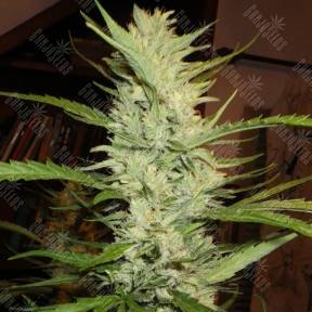 Super Lemon Haze feminised Ganja Seeds