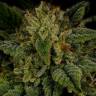 купить семена конопли Sour Diesel feminised