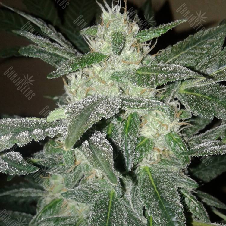 Royal Haze feminised Dinafem Seeds